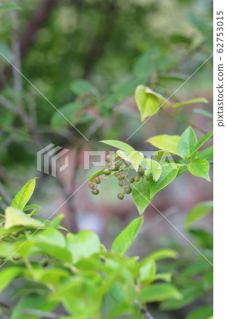 沙山泊藍果 沙山泊藍果 62753015