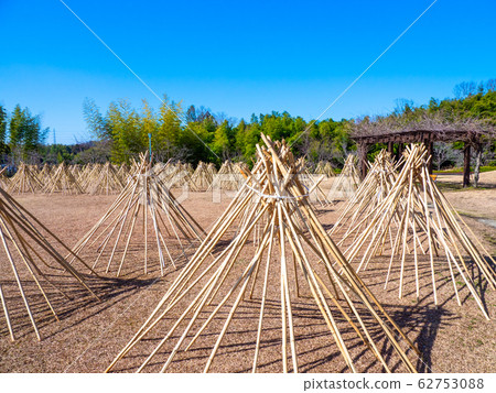 Cold bamboo Cold bamboo 62753088