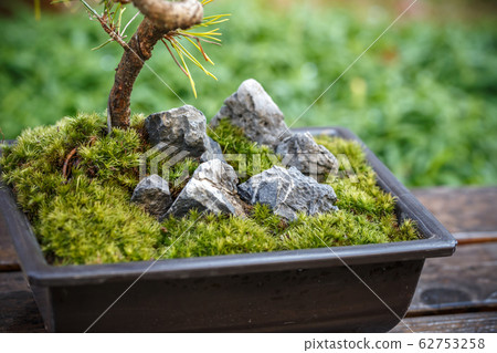 青苔盆景日式圖像 青苔盆景日式圖像 62753258