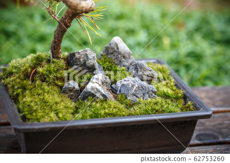 青苔盆景日式圖像 62753260