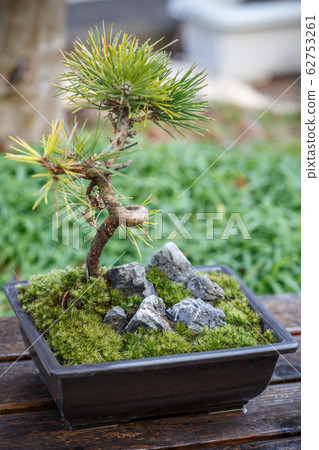 Moss bonsai Japanese style image Moss bonsai Japanese style image 62753261