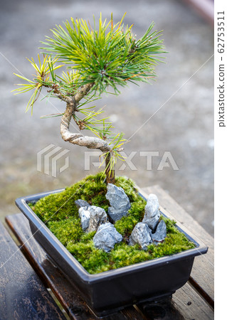 青苔盆景日式圖像 62753511