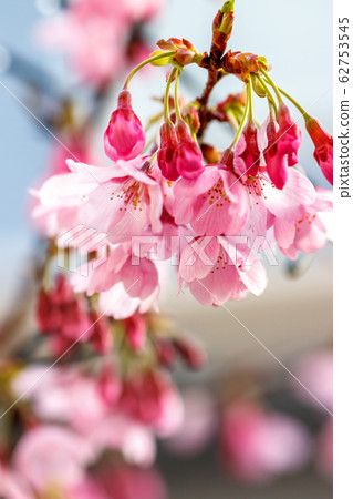 Sakura no Hana Spring image Sakura no Hana Spring image 62753545