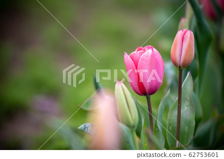 Tulip flowers Spring image Tulip flowers Spring image 62753601