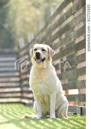 Labrador Retriever Playing with Dog Run Labrador Retriever Playing with Dog Run 62753885