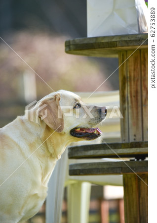 Labrador Retriever Playing with Dog Run 62753889