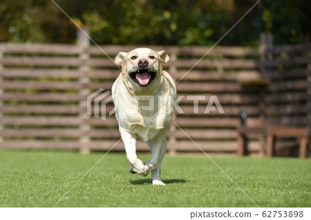 Labrador Retriever Playing with Dog Run 62753898