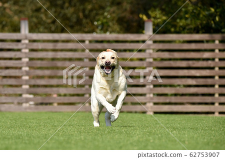 Labrador Retriever Playing with Dog Run 62753907