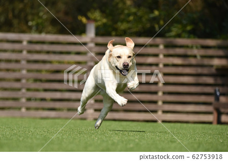 Labrador Retriever Playing with Dog Run Labrador Retriever Playing with Dog Run 62753918