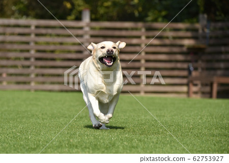 Labrador Retriever Playing with Dog Run 62753927