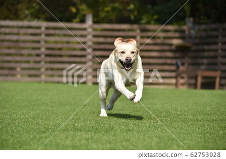 Labrador Retriever Playing with Dog Run 62753928