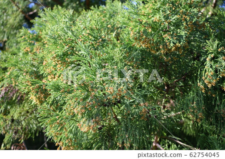 Cedar male 62754045