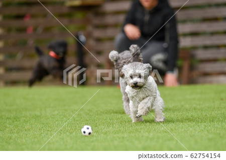 Toy poodle playing with dog run Toy poodle playing with dog run 62754154