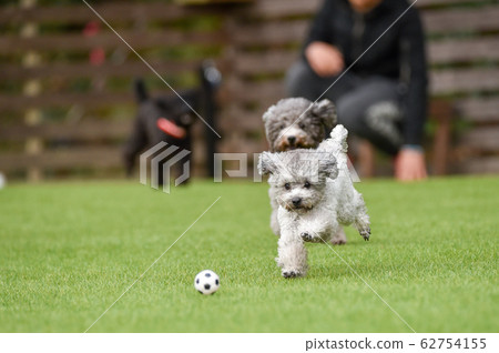 Toy poodle playing with dog run 62754155