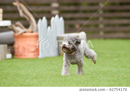 使用與狗奔跑的玩具獅子狗 使用與狗奔跑的玩具獅子狗 62754178