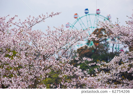 Sakura and Ferris Wheel at Miyakonojo Kannonike Park Sakura and Ferris Wheel at Miyakonojo Kannonike Park 62754206
