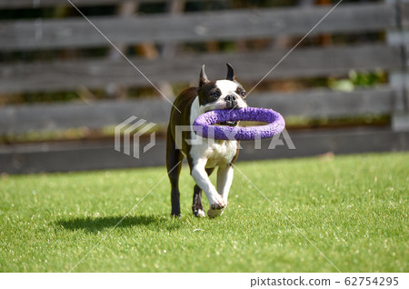 Boston Terrier playing in a dog run Boston Terrier playing in a dog run 62754295