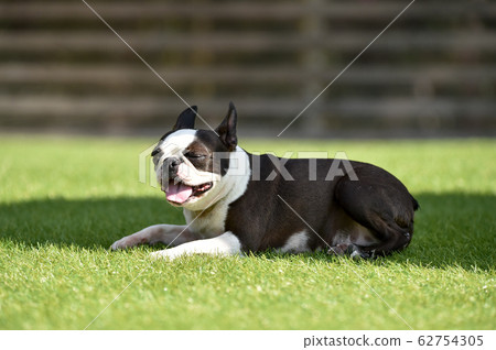 波士頓梗犬在狗奔跑中玩 62754305