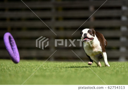 Boston Terrier playing in a dog run Boston Terrier playing in a dog run 62754313