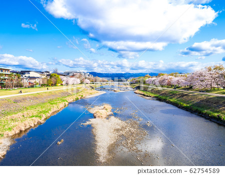 京都鴨川(Marutamachi橋附近)在春天 京都鴨川(Marutamachi橋附近)在春天 62754589