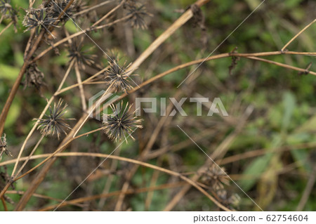 Pterodactyla seed Pterodactyla seed 62754604