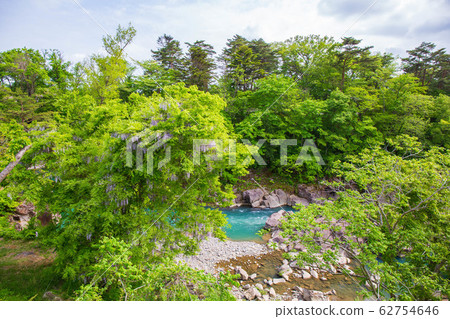 Spring in Ichinoseki, Iwate, Genbikei Gorge in fresh green, wisteria flowers Spring in Ichinoseki, Iwate, Genbikei Gorge in fresh green, wisteria flowers 62754646