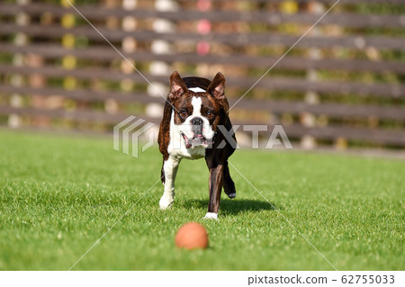 波士頓梗犬在狗奔跑中玩 波士頓梗犬在狗奔跑中玩 62755033