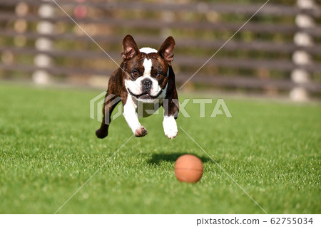 波士頓梗犬在狗奔跑中玩 波士頓梗犬在狗奔跑中玩 62755034