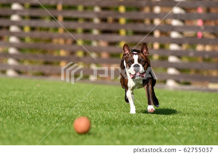 波士頓梗犬在狗奔跑中玩 波士頓梗犬在狗奔跑中玩 62755037