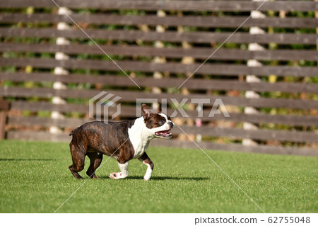 Boston Terrier playing in a dog run 62755048
