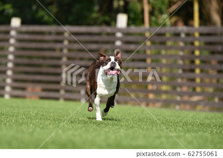 波士頓梗犬在狗奔跑中玩 波士頓梗犬在狗奔跑中玩 62755061
