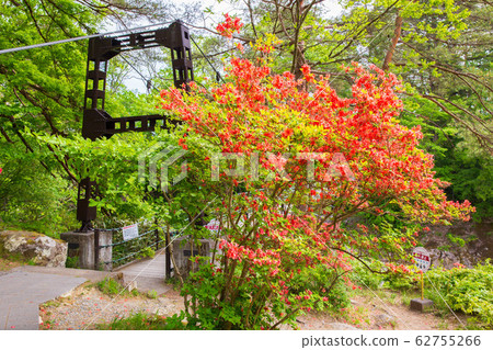 Spring in Ichinoseki, Iwate, Genbikei Gorge in the fresh green, Yamatsutsuji Spring in Ichinoseki, Iwate, Genbikei Gorge in the fresh green, Yamatsutsuji 62755266