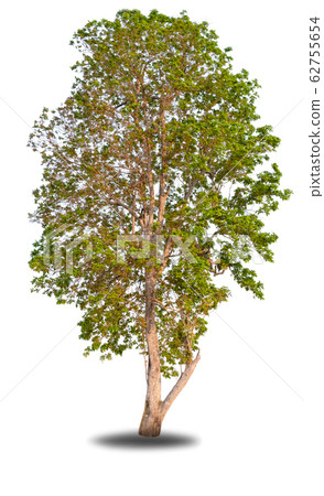 Tree on white background, beautiful trees from Thailand,  For use in architectural design 62755654