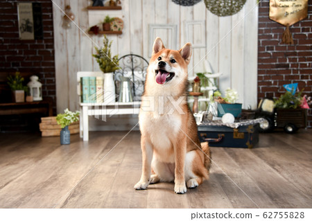 Shiba Inu 62755828