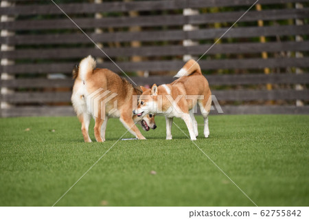 柴犬犬跑 62755842