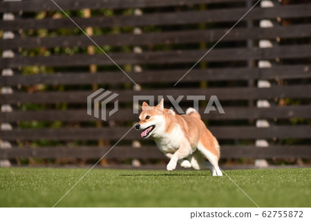 Shiba Inu playing in a dog run Shiba Inu playing in a dog run 62755872