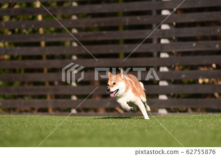 Shiba Inu playing in a dog run 62755876