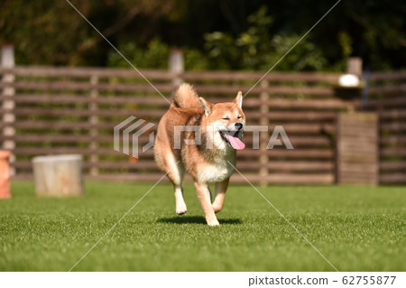 柴犬犬跑 62755877
