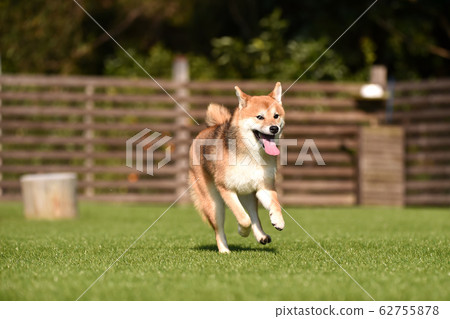 Shiba Inu playing in a dog run Shiba Inu playing in a dog run 62755878