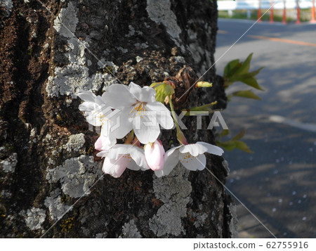 Sakura Sakura 62755916