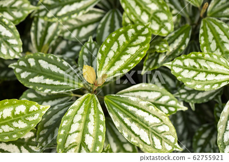 Green plant watermelon pilea Green plant watermelon pilea 62755921