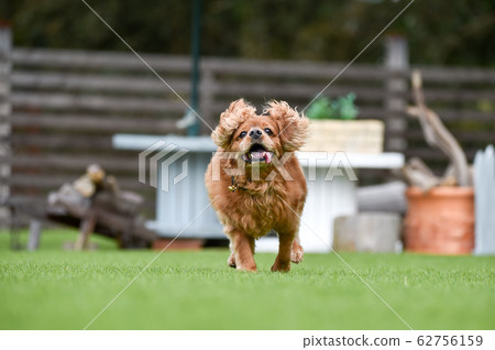 Cavalier playing in a dog run 62756159