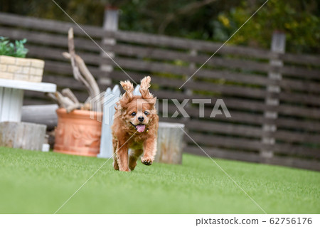 Cavalier playing in a dog run Cavalier playing in a dog run 62756176