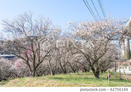 東京都八王子市高尾市新井梅林 東京都八王子市高尾市新井梅林 62756189