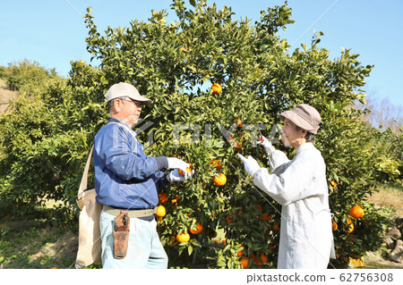 Decopon Harvest Couple Knee Up Sideways NO.2 Decopon Harvest Couple Knee Up Sideways NO.2 62756308