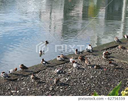 The riverside of the Enoguchi River and a flock of ducks The riverside of the Enoguchi River and a flock of ducks 62756339