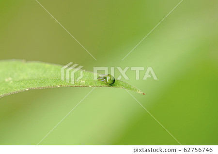 Harabiromidorionigumo 62756746