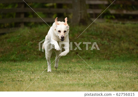 Labrador retriever playing in a dog run 62756815
