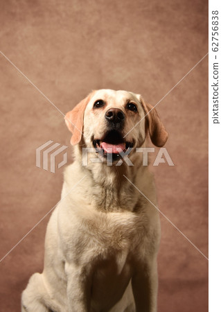 Labrador retriever Labrador retriever 62756838