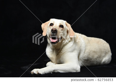 Labrador retriever 62756853